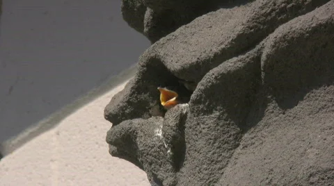 Peep Show 1 Stock Footage 457525