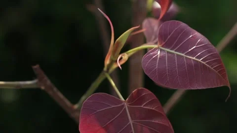 Peepal leaf Stock Footage 208443090