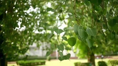 Peepal leaves fluttering in the wind. Stock Footage 28011643