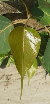 Peepal Tree Leaf on nature background Stock Photos