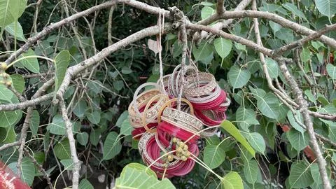Peepal Tree leafs blow with wind near nadaun city himachal pradesh india 02 Stock Photos