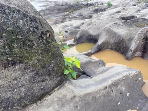 Peepal tree sapling Ficus religiosa in the centre of stone beside the river.. Stock Photos