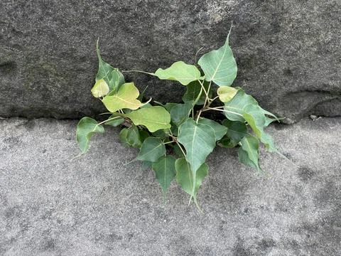 Peepal tree sapling Ficus religiosa in the centre of stone beside the river Stock Photos