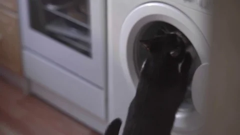 Peeped your funny cat in the Laundry. funny cat paws helps the washing machine t Stock Footage 73429183