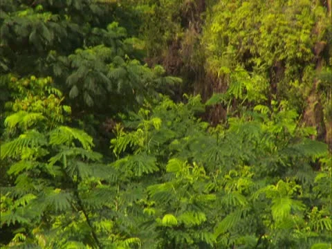 Pe'epe'e Falls Stock-Footage 22243125