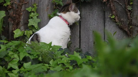Peeping Cat Curiosity Killed the Cat Stock Footage 35847465