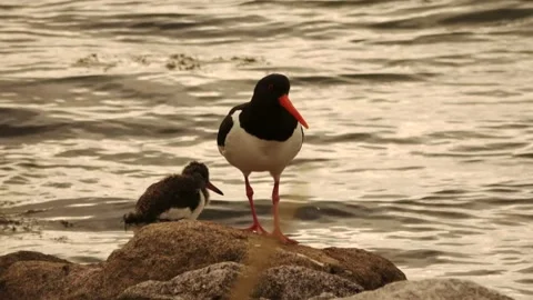Peeping oystercatcher with young on the island Stock Footage 252178762