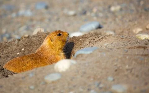Peeping prairie dog Stock Photos