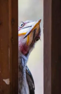 Peeping tom Stock Photos