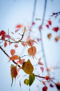 Peeple Tree Leaf Stock Photos