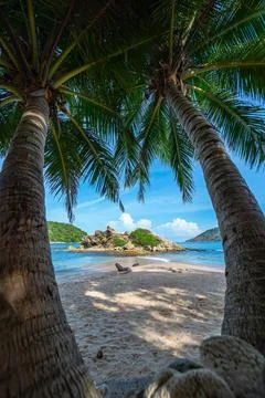 Peer through the coconut trees on the beach to see a small island surrounded  Stock Photos