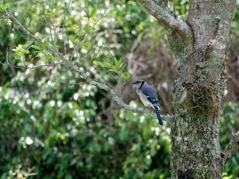 Peering Blue Jay Foto stock
