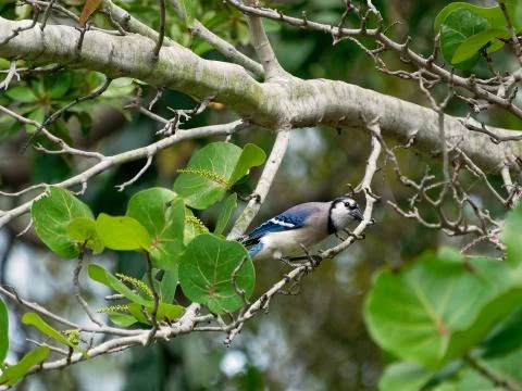 Peering Blue Jay Stock Photos