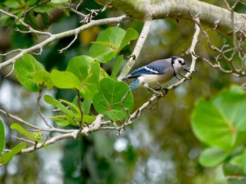 Peering Blue Jay Foto stock