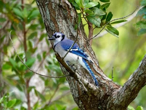 Peering Blue Jay Foto stock