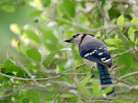 Peering Blue Jay Stock Photos