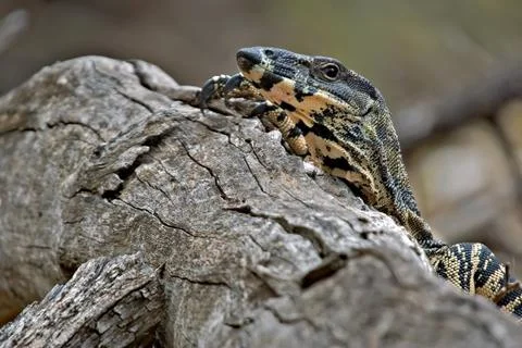 Peering over the log Stock Photos