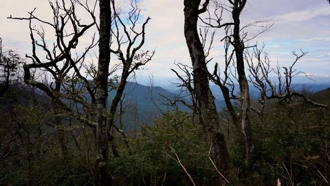 Peering Through Bare Trees to Mountains in Distance Stock Footage 96720965