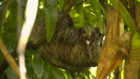 Peering through leaves at a resting two toed sloth Stock Footage 112356278