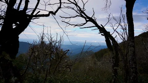 Peering Through Trees to Mountains and Clouds In Distance Stock Footage 96720173