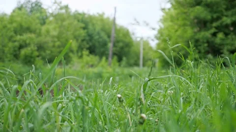 Peerless black fluffy cat runs from an ambush in the grass Stock Footage 133225054