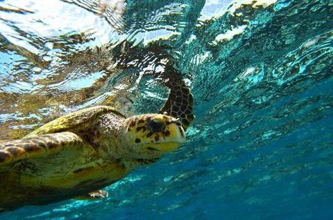 Peery looking turtle Foto stock