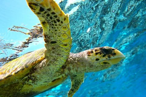 Peery looking turtle Foto stock