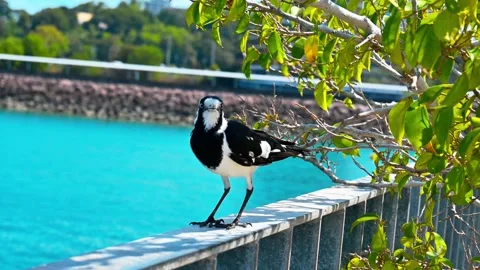 Peewee on Seaside Fence Stock Footage 246360882