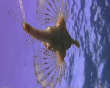 Pegasus fish Stock Footage 30134753