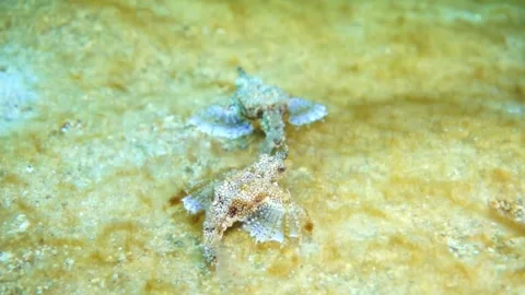 Pegasus fish Stock Footage 310906173