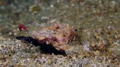 Pegasus seamoth 001 Stock Footage 62405674