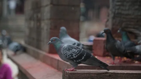 PEGION AT BASANTAPUR TEMPLE Stock Footage 124890784