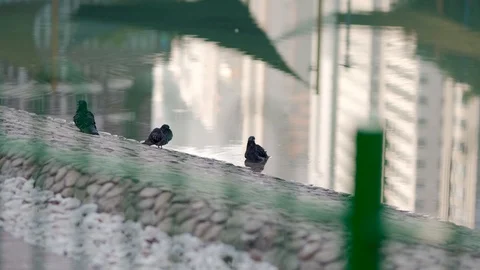 PEGION DOVE BATHING IN A LAKE Video stock 122666334