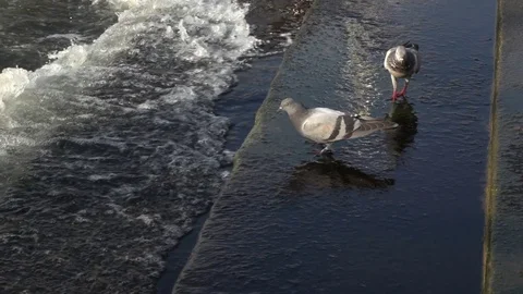 Pegion drinking water from the Puddle Stock Footage 72215918