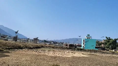 Pegion fly Video stock 276910612