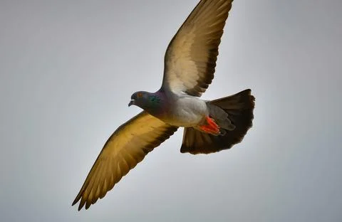 The Pegion is Flying in the Sky by using the Wings. 写真素材