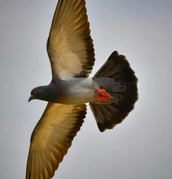 The Pegion is Flying in the Sky by using the Wings. Foto stock