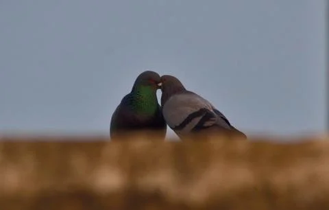 Pegion love making Stock Photos