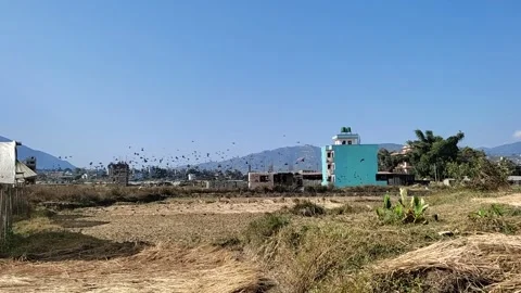 Pegion migrates Video stock 276911388