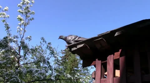 A pegion on the roof Stock Footage 24695887