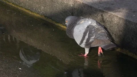 Pegion walking on the Puddle Stock Footage 72215792