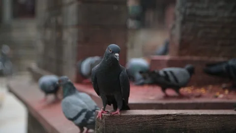 PEGIONS AT BASANTAPUR TEMPLE Stock Footage 124890947