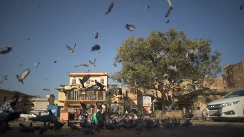 Pegions flight Stock Footage 111332728