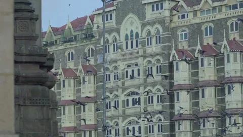 Pegiun Flying in City Stock Footage 241162106