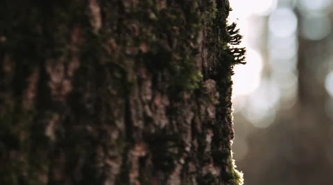 Peice of tree in sunlight Stock-Footage 68750173
