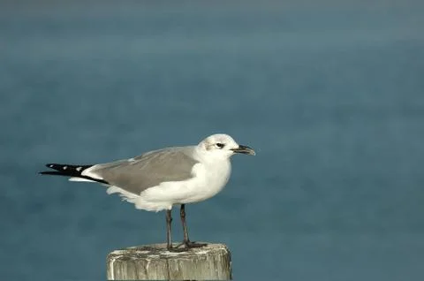 Peir Control Stock Photos