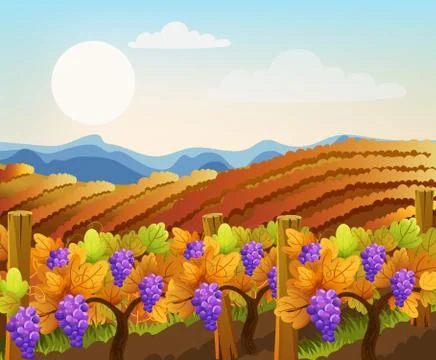 Peisage of empty and filled with grape trees fields. Vineyard. Autumn plant.  Stock Illustration