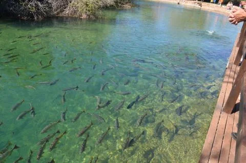 Peixe Bonito - MS Stock Photos