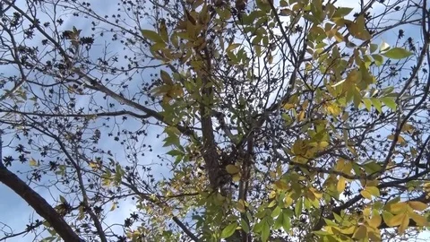 PekanTree Stockbeeldmateriaal 84233070