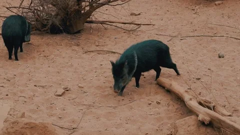 Pekari walking on sand Stock Footage 270432907